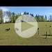 Kurz-Video 