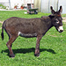 ein herziger Esel am Wegrand