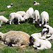 Grossfamilien Idylle 