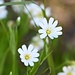 Hornkraut (ohne Gewähr)