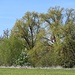 Der Kirchturm von Wörnitzostheim versteckt sich.