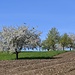 Obstblüte