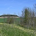 Primelwiese vor dem Steinberg