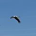 Storchenflug 2