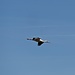 Storchenflug 3