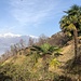 Palmen und Alpen - typisch Tessin