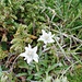 Edelweiss