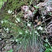 Luzula nivea (L.) DC. 	<br />Junicaceae<br /><br />Erba lucciola maggiore<br />Luzule blanc-de-neige <br />Schneeweisse Hainsimse <br />