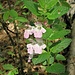 Melittis melissophyllum L. 	<br />Lamiaceae<br /><br />Erba limona comune<br />Mélitte à feuilles de mélisse <br />Immenblatt, Waldmelisse <br />