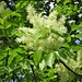 Fraxinus ornus L. 	<br />Oleaceae<br /><br />Frassino da manna<br />Orne, Frêne à fleurs <br />Blumen-Esche, Manna-Esche <br />
