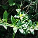 Ligustrum vulgare L. 	<br />Oleaceae<br /><br />Ligustro comune<br />Troène vulgaire <br />Rainweide, Gemeiner Liguster <br />