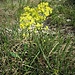 Biscutella laevigata L. 	<br />Brassicaceae<br /><br />Biscutella montanina<br />Lunetière lisse, Biscutelle <br />Glattes Brillenschötchen <br />