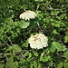 Viburnum lantana L. 	<br />Adoxaceae<br /><br />Viburno lantana<br />Mancienne, Viorne lantane <br />Wolliger Schneeball, Kleiner Mehlbaum <br />