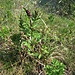 Dictamnus albus L. 	<br />Rutaceae<br /><br />Dittamo, Frassinella<br />Fraxinelle, Dictame blanc <br />Weisser Diptam <br />
