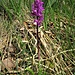Orchis mascula (L.) L. subsp. mascula 	<br />Orchidaceae<br /><br />Orchide maschia<br />Orchis mâle <br />Männliches Knabenkraut <br />