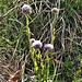 Globularia bisnagarica L. 	
Plantaginaceae

Vedovelle dei prati
Globulaire allongée 
Gemeine Kugelblume 