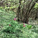 Paeonia officinalis L.<br />Paeoniaceae<br /><br />Peonia selvatica<br />Pivoine officinale<br />Pfingstrose 
