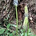 Phyteuma ovatum Honck. 	<br />Campanulaceae<br /><br />Raponzolo plumbeo<br />Raiponce ovoïde <br />Hallers Rapunzel <br />