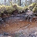 Schnitt durch die Bodenschicht: Oben eine Humusauflage, darunter der dunkelgraue Auswasch-Horizont und darunter der Anreicherungs-Horizont, in dem sich die eisenhaltigen Mineralien durch Ausfällung anreichern.