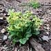 Einer Schlüsselblume ist der geologische Hintergrund schnurz-piep-egal.