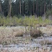 In den Moorbereichen hat die Natur wieder Oberwasser.