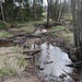 Der Kainzbach kurz vor seiner Mündung in die Tirschenreuther Waldnaab.