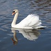 Ein stolzer Schwan mit seinem Spiegelbild.