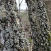 Zwei flechtenbewachsene Birkenstämme im Land der tausend Teiche.