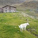 Alpe Laghetto