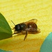 Rostrote Mauerbiene (Osmia bicornis), Wildbiene, „Insekt des Jahres 2019“
[https://www.youtube.com/watch?v=4mnKSXkB6GU&t=359s Entwicklung der Mauerbiene: Vom Ei bis zum Imago]