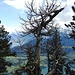 Toter aber immer noch ein schöner Baum