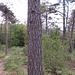 Bosco di pino silvestre