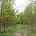 Sandiger Wald nahe der Leine