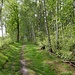 Weg am Toten Moor *