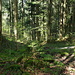 Auf Pfädeli zum Wanderweg. 