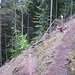 Auf einem schmalen Pfad geht es hinunter zum Kammerloch. An der Stelle dieses Fotos zweigt ein kurzer, 25 m langer Stichweg zum Kammerloch-Wasserfall ab. Und ausgerechnet hier hat die Nationalparkverwaltung ein Verbotsschild eingepflanzt!