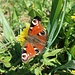 Ein Tagpfauenauge, Schmetterling des Jahres 2009 in Deutschland.