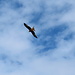 Ein großer Vogel. Milan ?