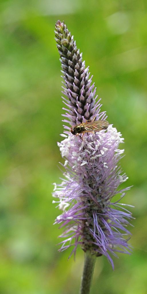 Mittelwegerich Fotos
