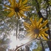 Colors in the sun...