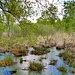 Otternhagener Moor 