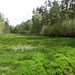Otterhagener Moor
