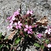 Saponaria ocymoides L. 	<br />Caryophillaceae<br /><br />Saponaria rossa<br />Saponaire rose<br />Rotes Seifenkraut <br />
