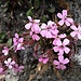Saponaria ocymoides L.<br />Caryophillaceae<br /><br />Saponaria rossa<br />Saponaire rose<br />Rotes Seifenkraut 