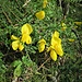 Cytisus scoparius (L.) Link 	<br />Fabaceae<br /><br />Citiso scopario, Alastra<br />Genêt à balais, Cytise à balais <br />Besenginster <br />