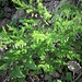 Asparagus tenuifolius Lam.<br />Asparagaceae<br /><br />Asparago selvatico<br />Asperge à feuilles étroites<br />Zartblättriger Spargel 