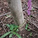 Orchis mascula (L.) L. subsp. mascula<br />Orchidaceae<br /><br />Orchide maschia<br />Orchis mâle<br />Männliches Knabenkraut 