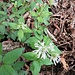 Asperula taurina L. 	<br />Rubiaceae<br /><br />Stellina cruciata<br />Aspérule de Turin <br />Turiner Waldmeister <br />