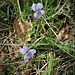 Viola reichenbachiana Boreau 	<br />Violaceae<br /><br />Viola silvestre<br />Violette des forêts <br />Wald-Veilchen <br />