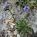 Globularia cordifolia L.<br />Plantaginaceae<br /><br />Vedovelle celesti<br />Globulaire à feuilles en cœur<br />Herzblättrige Kugelblume
